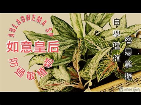 如意種植 建請意思